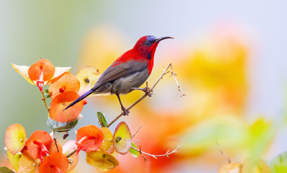 Important Bird and Biodiversity Areas in Nepal | Birdwatching Guide