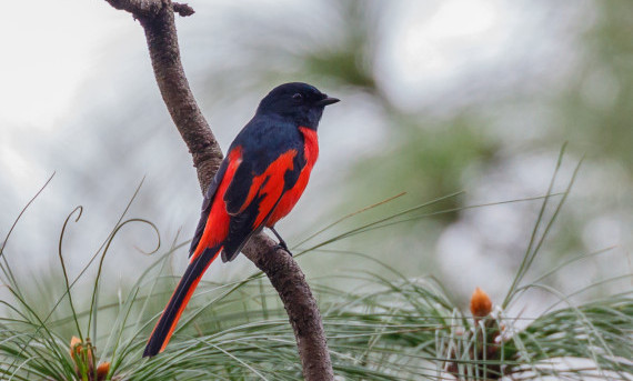 Some Common Birds of Nepal